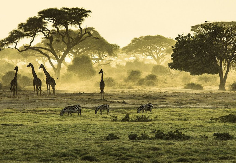 KENYAN SAFARI travel agency in chennai