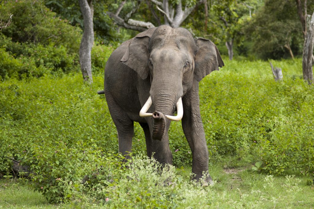 tour packages for udawalawe national park from chennai