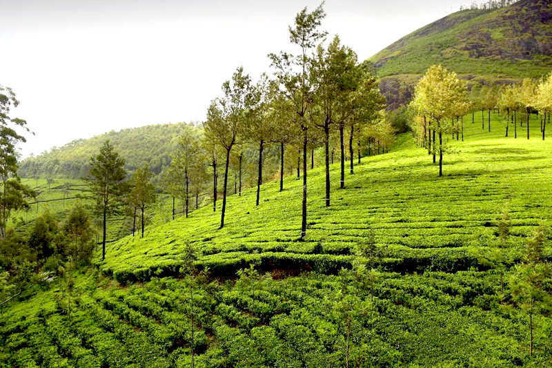 Kerala Scenic Hills and Wilderness Tour travel agency in chennai